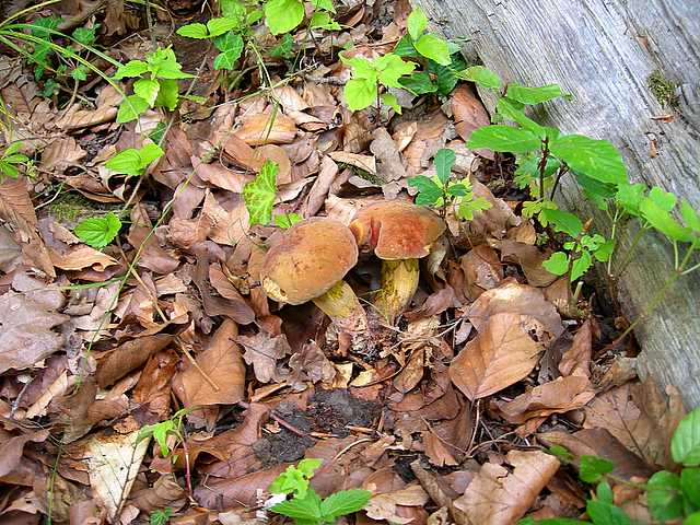 2005 :  Un anno di funghi
